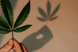 Majority Support For Cannabis Decriminalization In Victoria