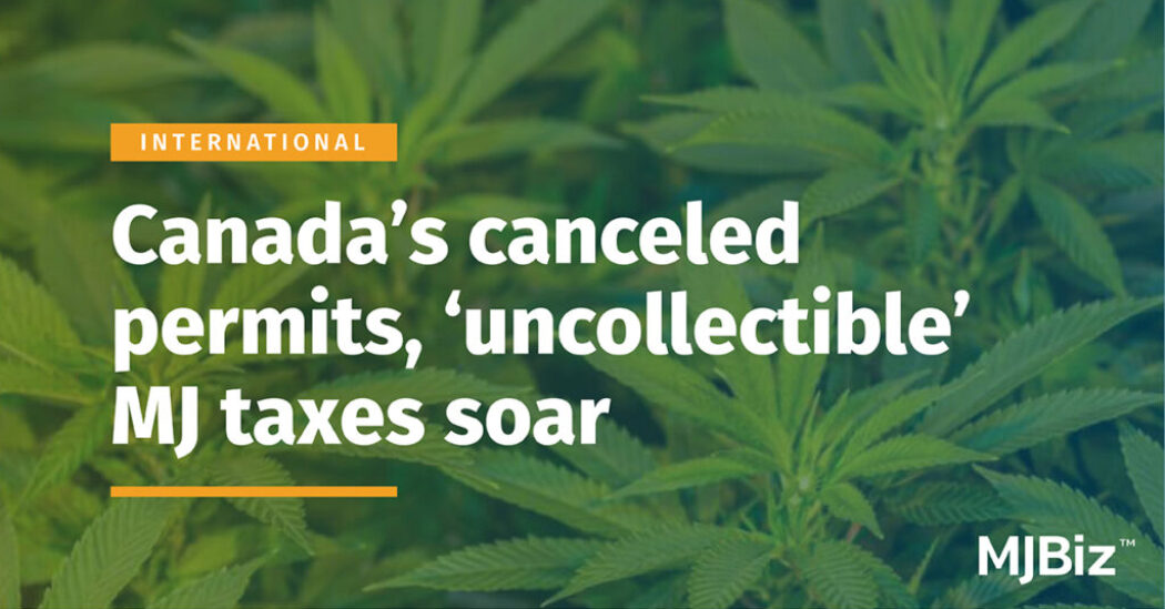 Canada’s canceled licenses, ‘uncollectible’ cannabis taxes soar