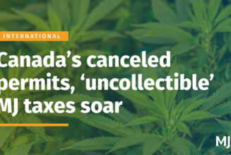 Canada’s canceled licenses, ‘uncollectible’ cannabis taxes soar