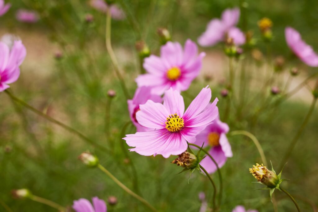 Flowers at Sunboldt Farm