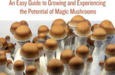 The Magic of Mushrooms | High Times