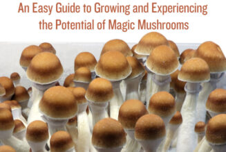 The Magic of Mushrooms | High Times