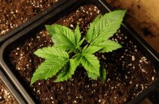 California County Mulls Reduction To Cannabis Cultivation Tax
