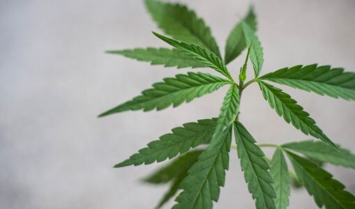 Study: More Than 9 in 10 Smokable Hemp Products Test Above Federal THC Limit