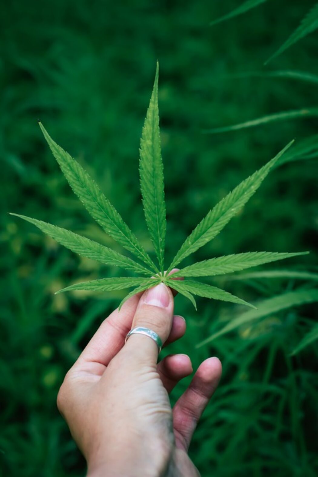 ‘Little Evidence’ That Cannabis Harmfully Impacts Cognition in People with HIV