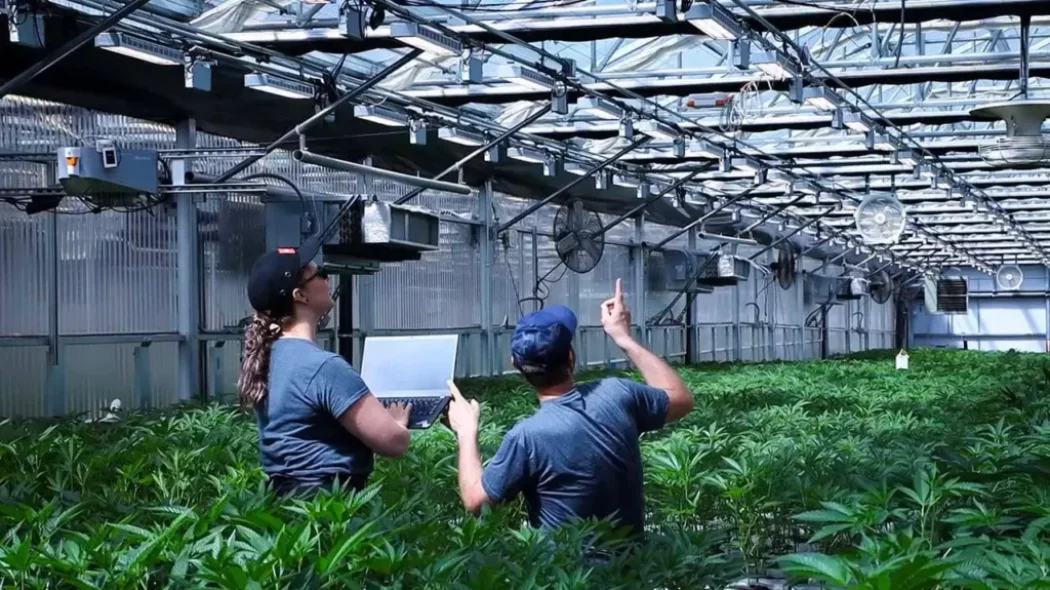 AI is making cannabis cultivation smarter