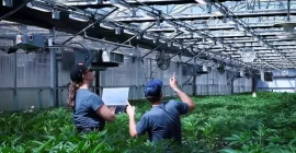 AI is making cannabis cultivation smarter
