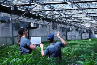 AI is making cannabis cultivation smarter