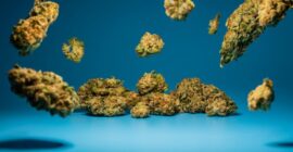 Average THC potency of illicit marijuana flower is 16%, DEA says
