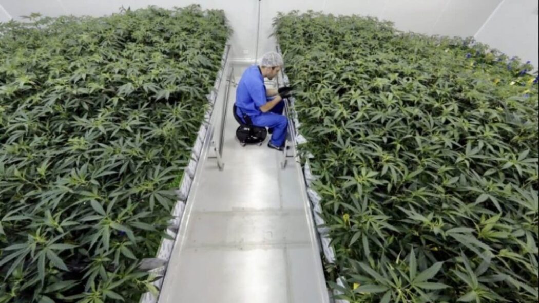 Lawmakers OK transfer of Louisiana’s 2 cannabis grow permits to private entities