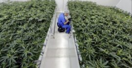 Lawmakers OK transfer of Louisiana’s 2 cannabis grow permits to private entities