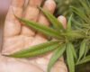 Sustainability Opportunities for Cannabis Processors