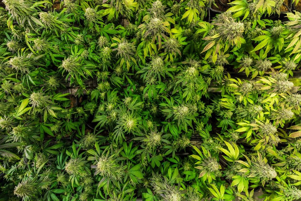 German Patients Report Improvements Following Use Of High-THC Flower