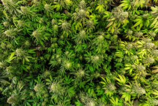 German Patients Report Improvements Following Use Of High-THC Flower