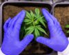 Department of Justice Publishes Proposed Rule in Federal Register To Reclassify Cannabis
