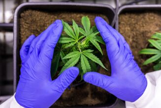 Department of Justice Publishes Proposed Rule in Federal Register To Reclassify Cannabis