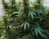 DEA Reportedly Set to Reschedule Cannabis to Schedule III