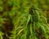 Hemp-Based Food Market to Soar to Over $8B by 2029, Report Forecasts