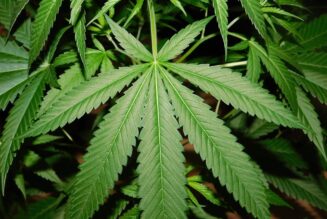 President Biden Announces Federal Government Will Reschedule Cannabis in ‘Monumental’ Announcement