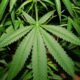 President Biden Announces Federal Government Will Reschedule Cannabis in ‘Monumental’ Announcement