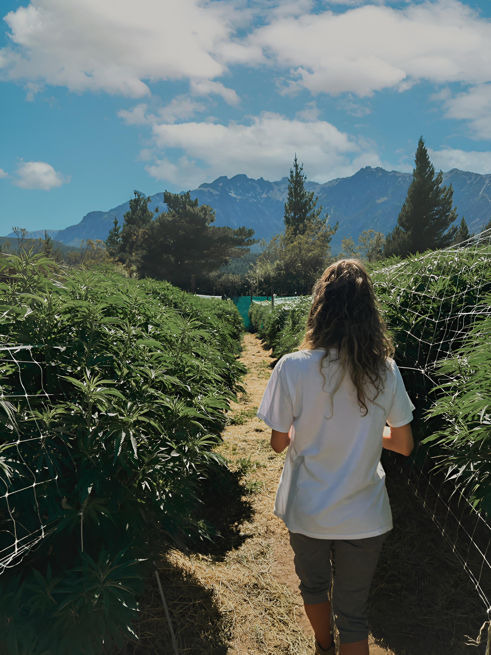 los cauces reserva cannabis epuyén