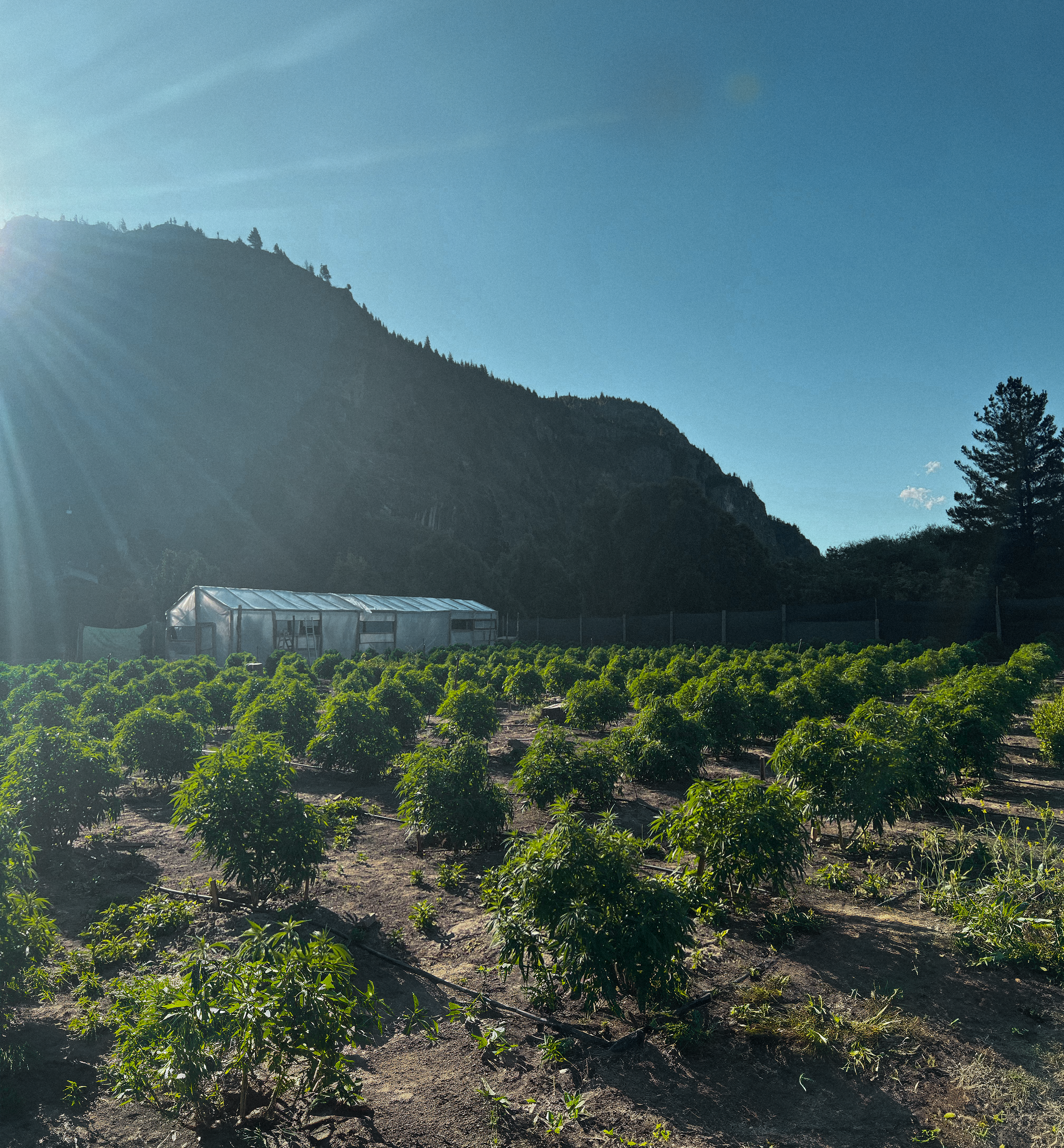 los cauces reserva cannabis epuyén