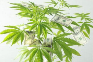 Canopy Growth prepares to raise $250 million for marijuana investments