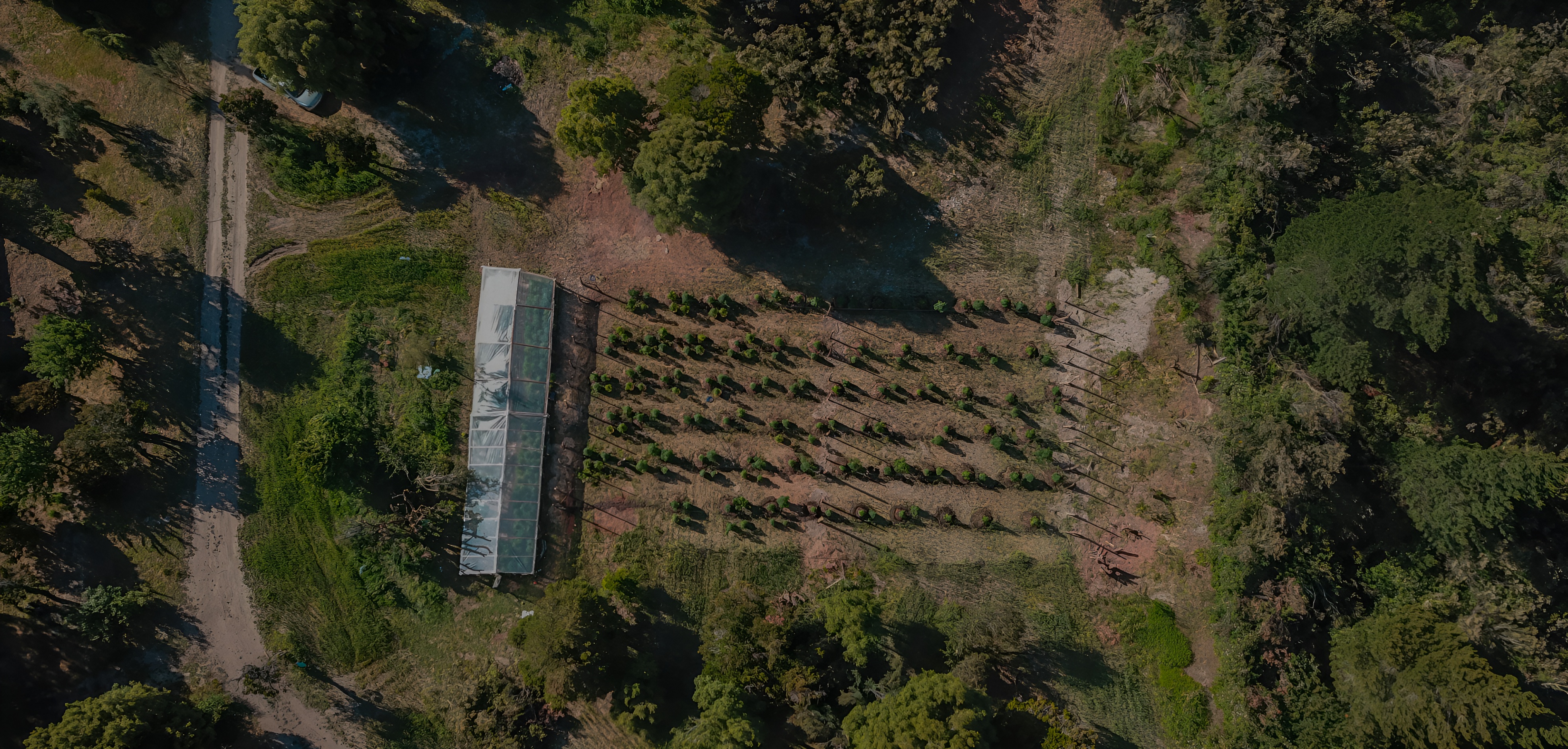 los cauces reserva cannabis epuyén