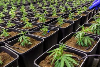 Funding Cannabis Research Should Be #1 Priority Post-280e