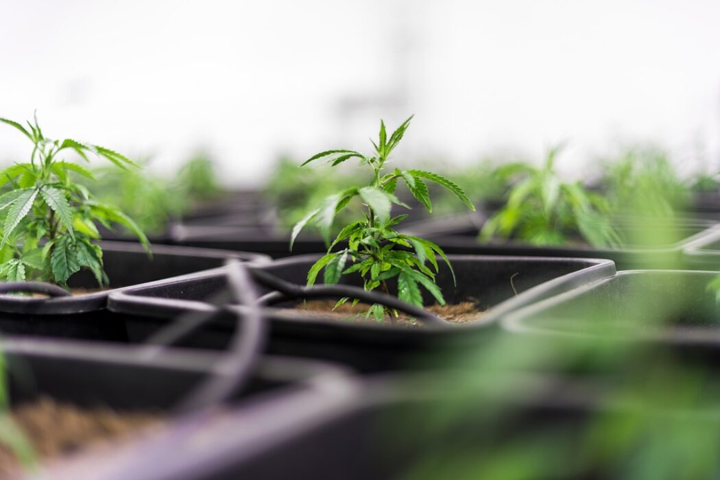 Why Cannabis Companies Need Efficient Technology Networks