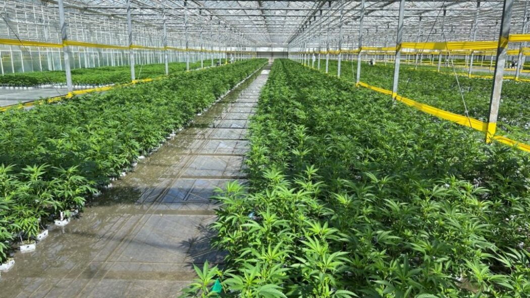 New York sets deadline for marijuana cultivation-sustainability plans