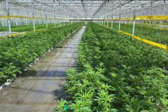 New York sets deadline for marijuana cultivation-sustainability plans