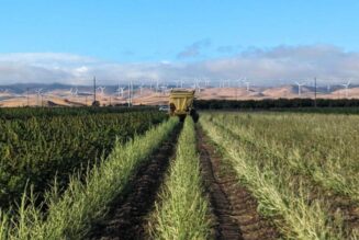 California hemp stakeholders celebrate as restrictions are scuttled – for now