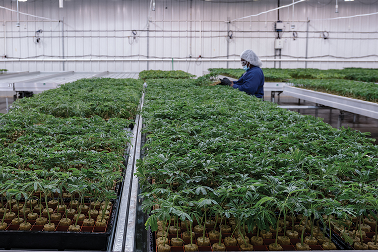 an employee tends to a cannabis grow operation