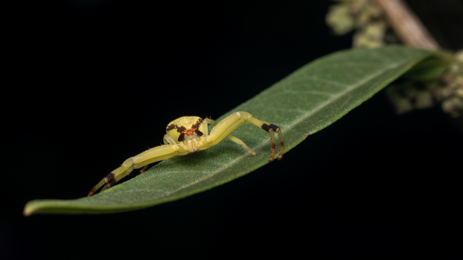 Crab spider // Photo by Antonio Luis Kuzic