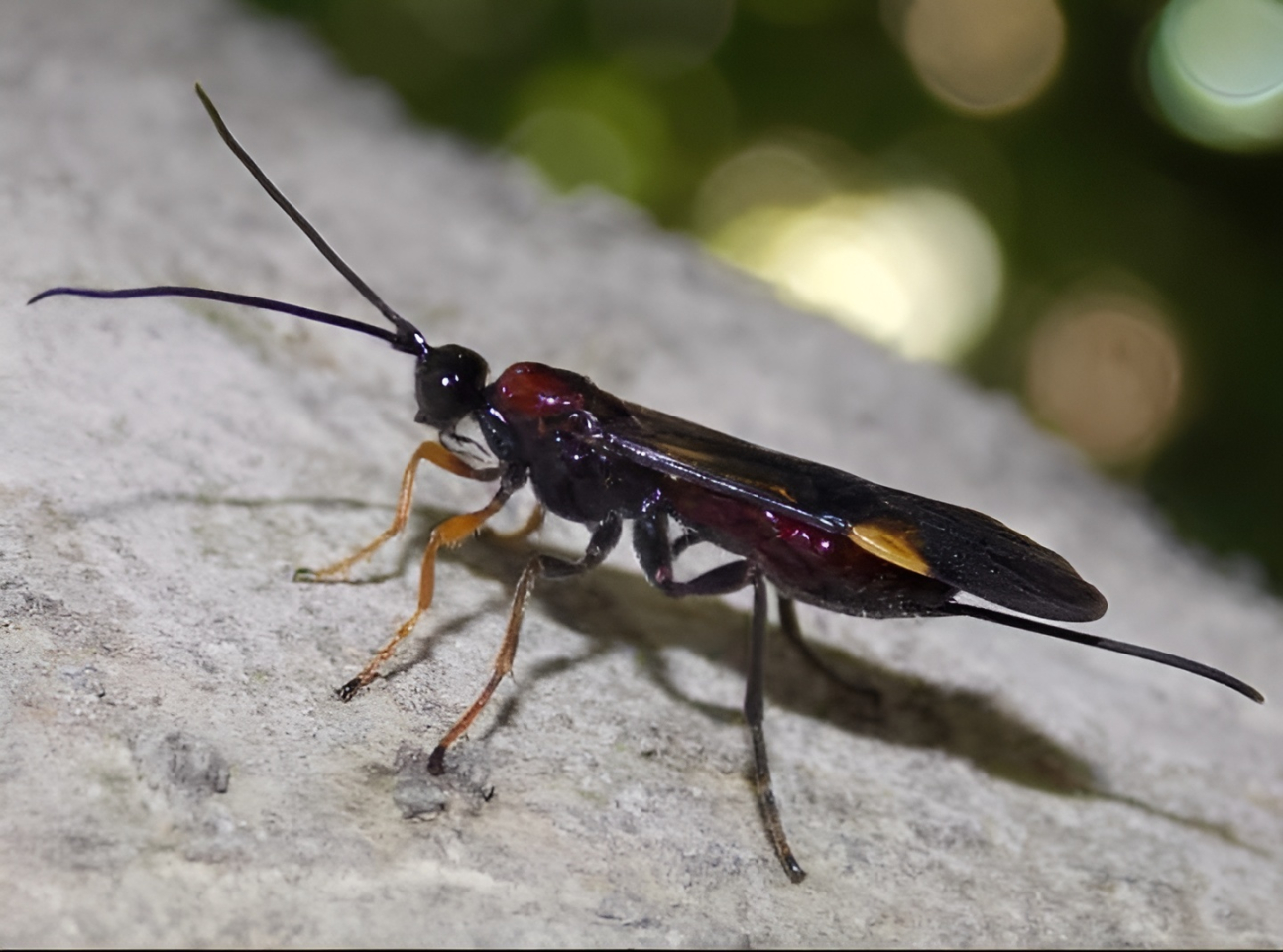 Parasitoid wasp // Leonardo Santoro