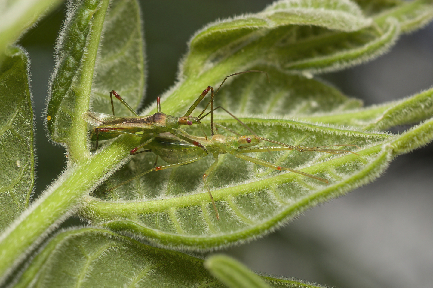 Assassin bugs // Photo by Antonio Luis Kuzic