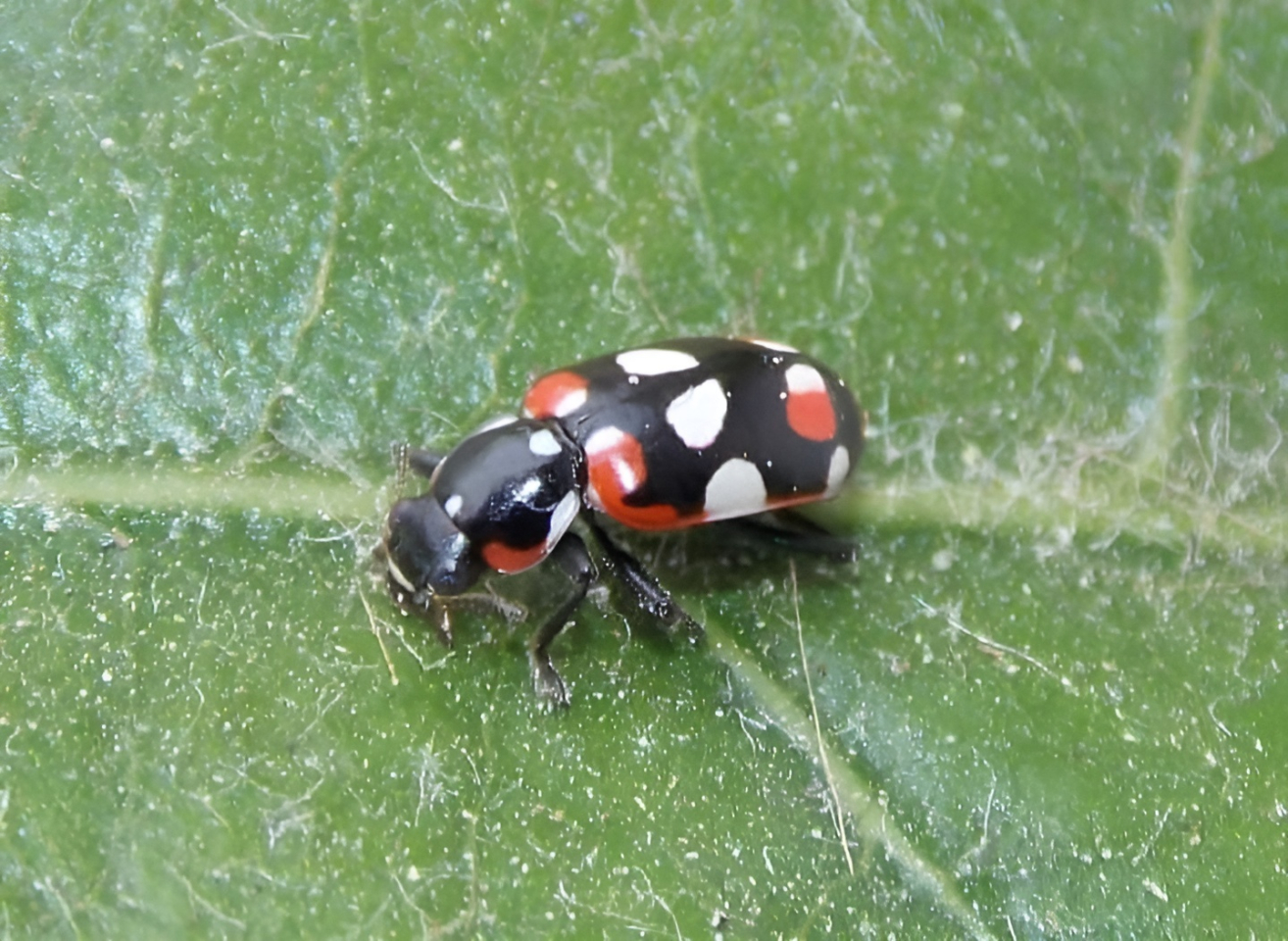 Native ladybug (Eriopis connexa) // Leonardo Santoro