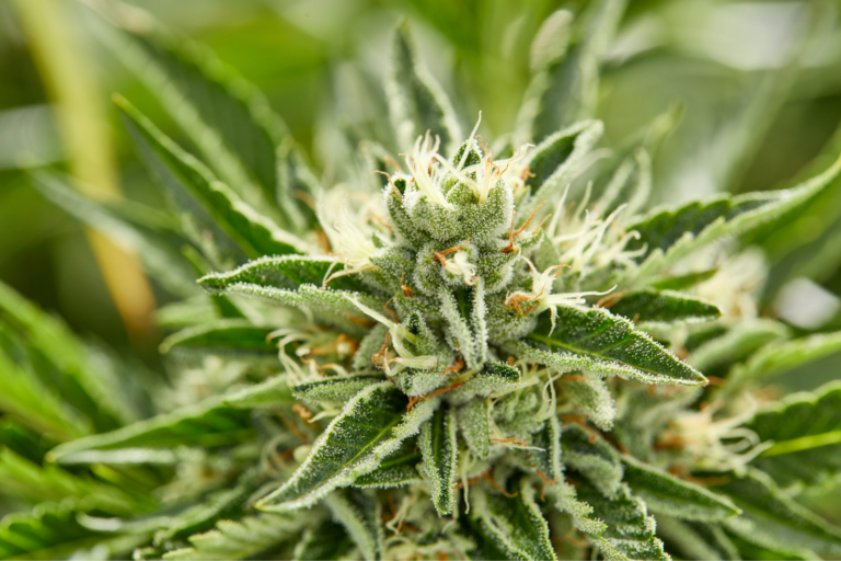Click to see a larger version of the image Mature cannabis flower