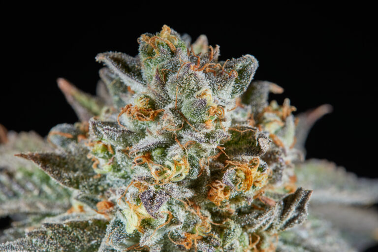 Click to see a larger version of the image Close up of trichome-heavy cannabis plant