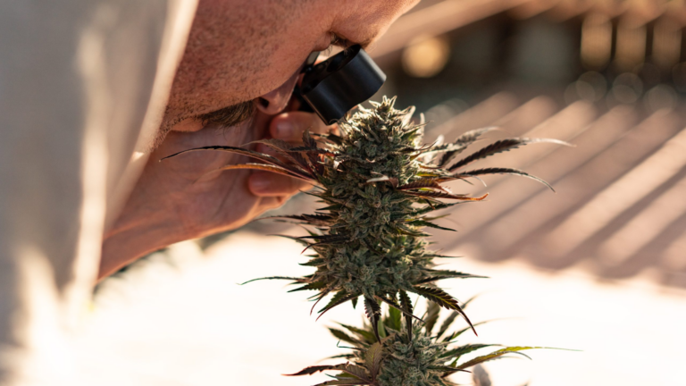 Man looking for ripe trichomes