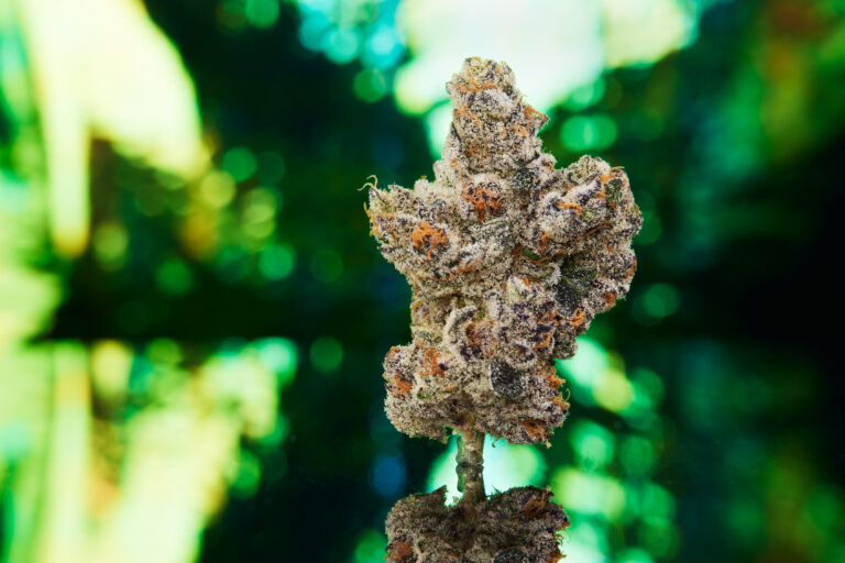 Click to see a larger version of the image