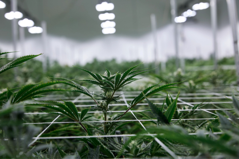 Click to see a larger version of the image