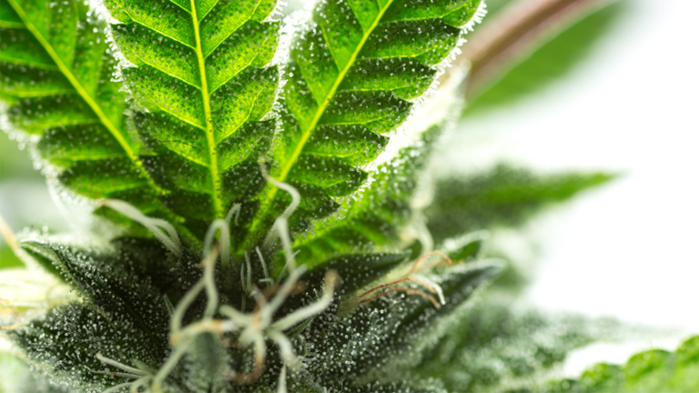 Click to see a larger version of the image