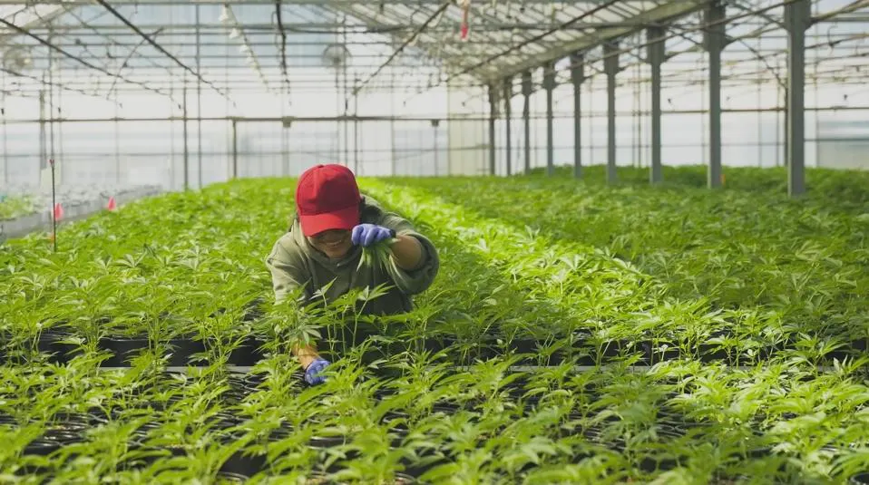 Mavericks Genetics triploid cannabis