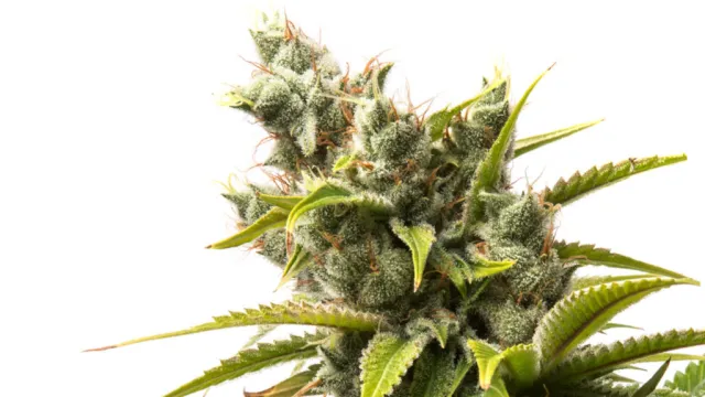 Click to see a larger version of the image Marijuana Flower with red pistils