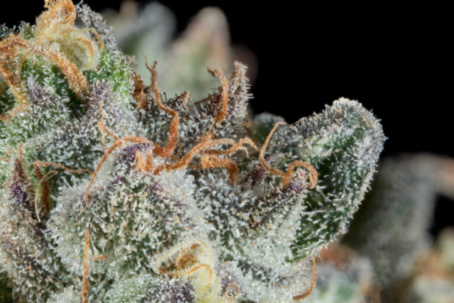 Click to see a larger version of the image Orange hairs on weed