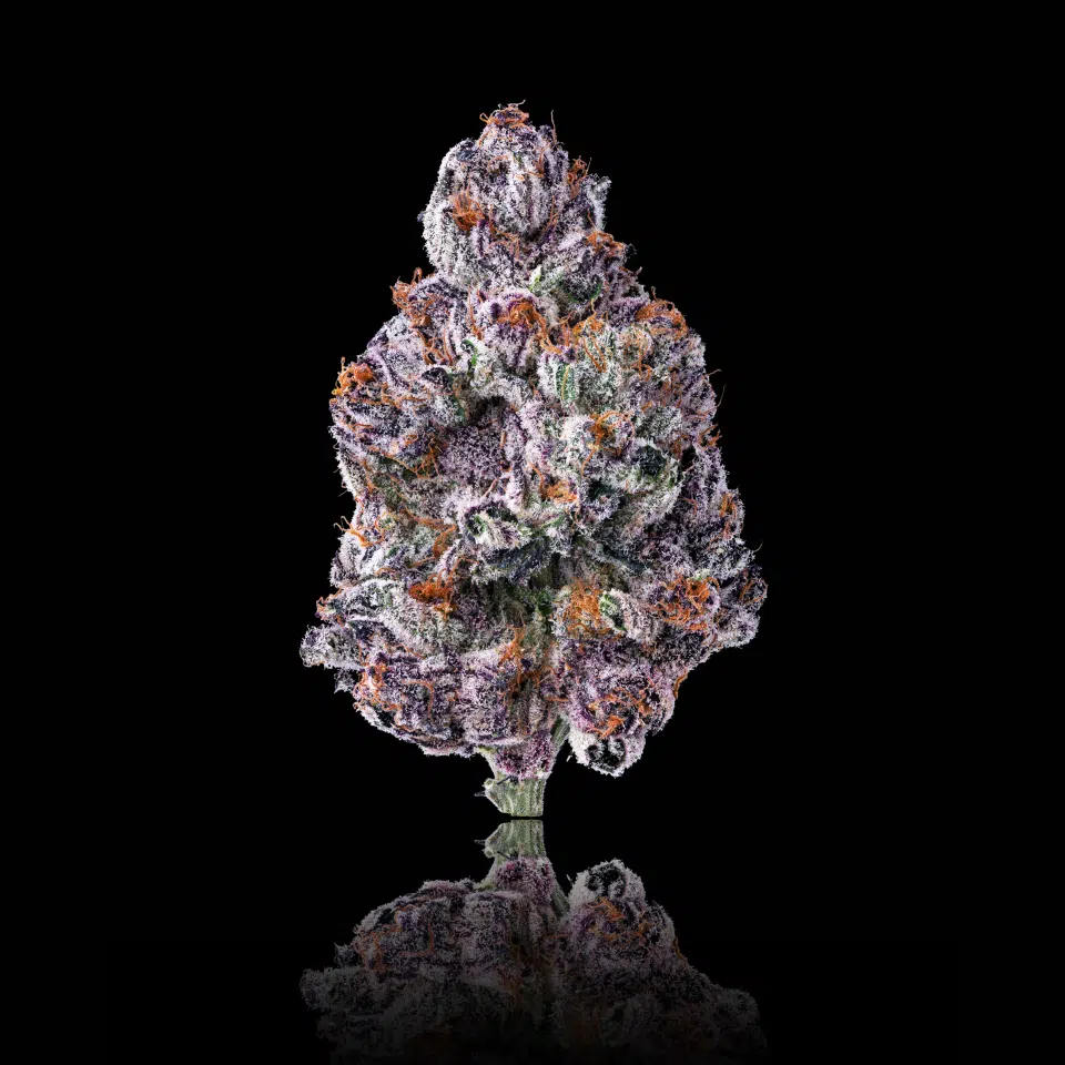 Chrome Dome by Maven and Compound