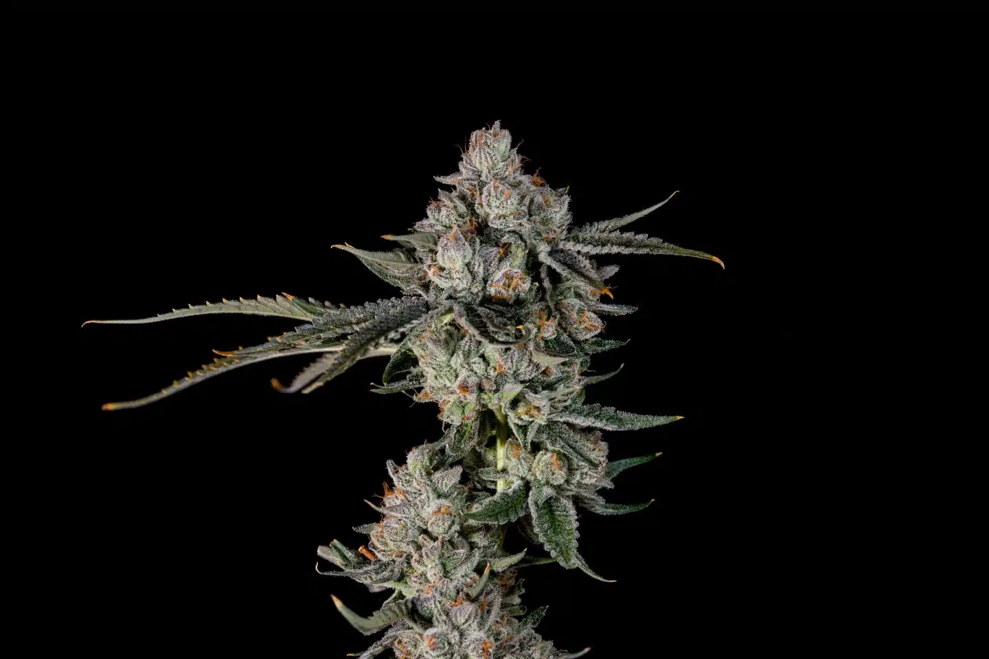 Zangbanger cola by Wizard Trees