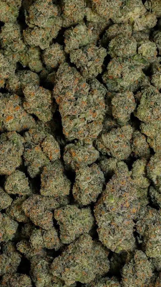 Zangbanger nugs